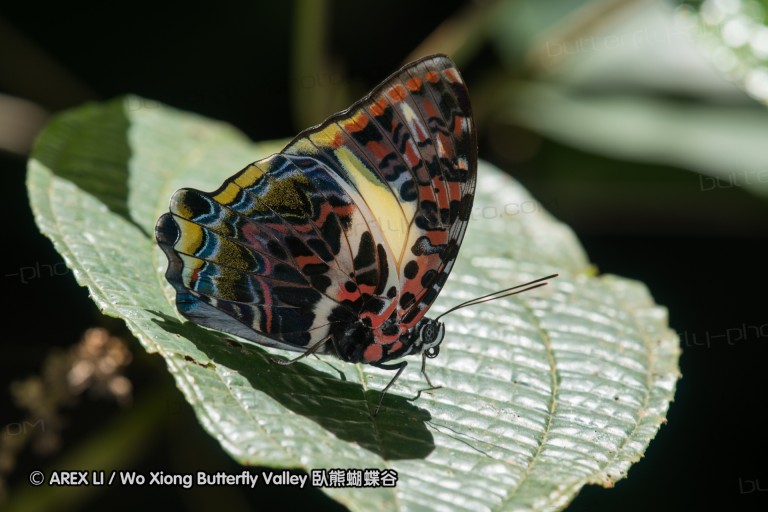 170403_gopeng_35.jpg