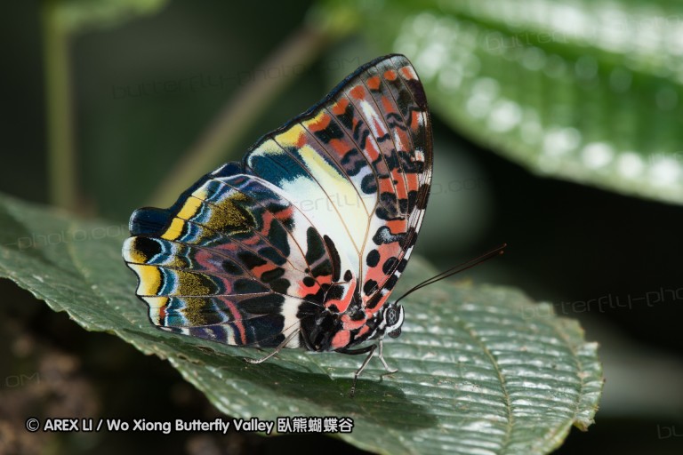 170403_gopeng_36.jpg