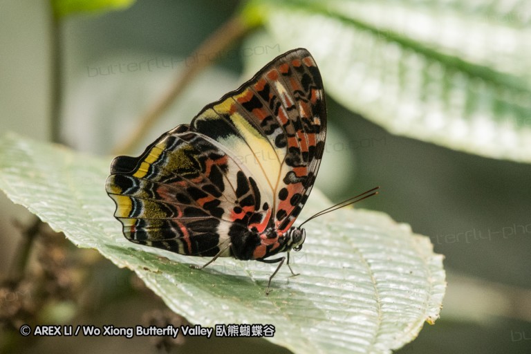170403_gopeng_37.jpg