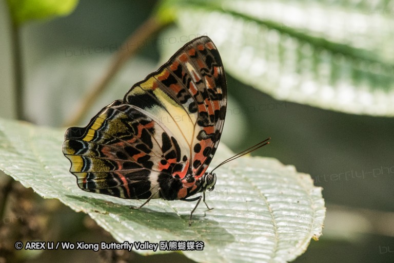 170403_gopeng_38.jpg