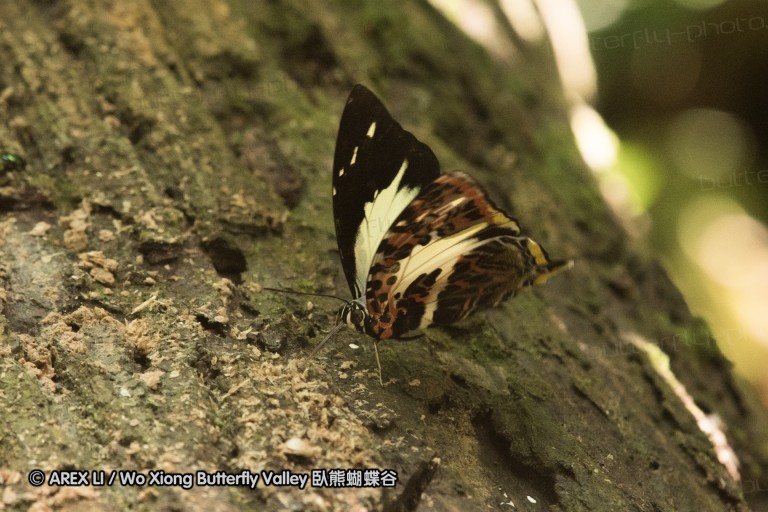 170403_gopeng_42.jpg