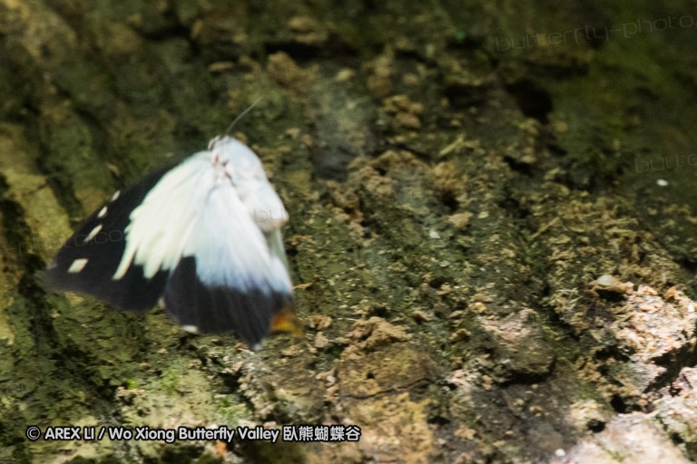 170403_gopeng_43.jpg