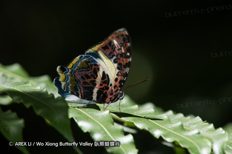 170403_gopeng_45.jpg