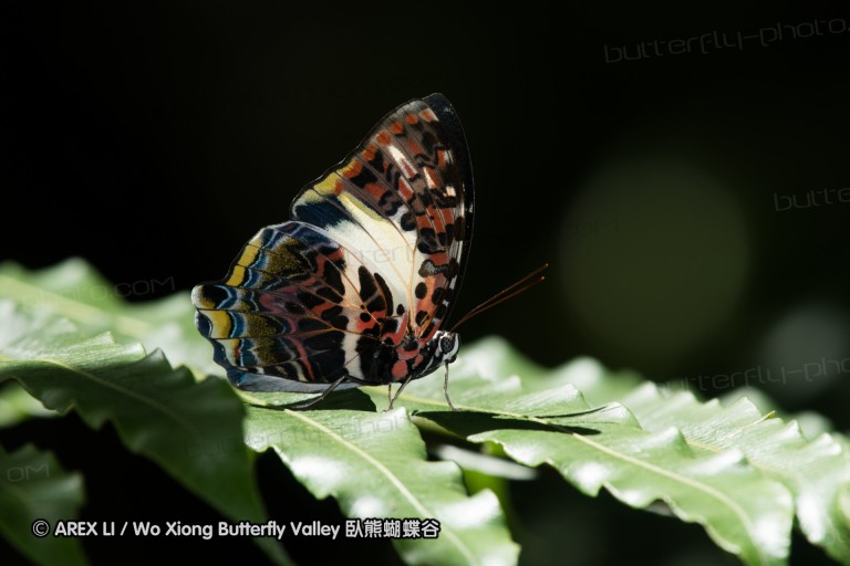 170403_gopeng_46.jpg