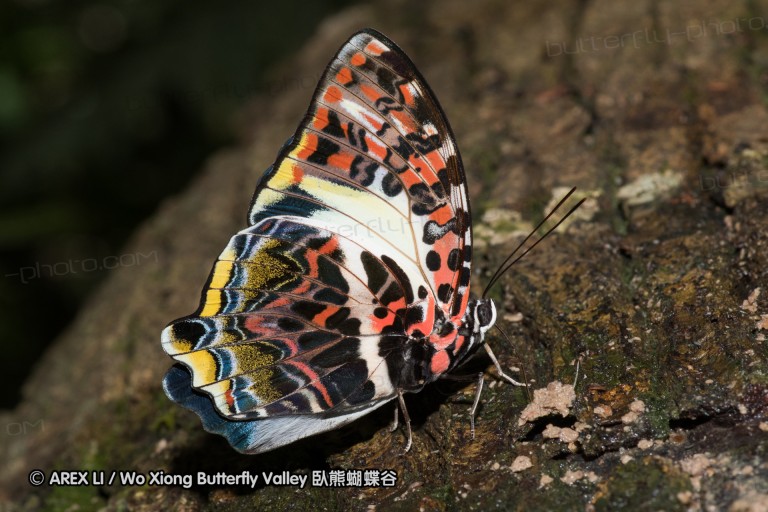 170403_gopeng_54.jpg