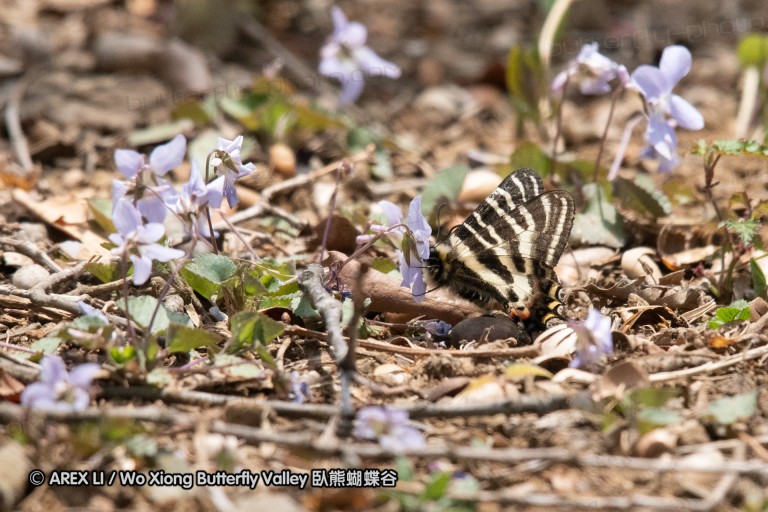 180403_sagamihara_11.jpg