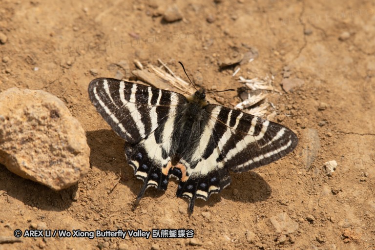 180403_sagamihara_20.jpg