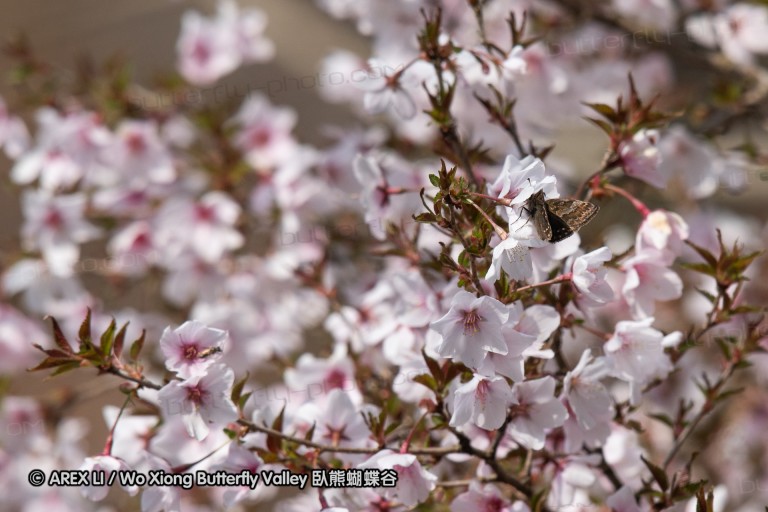 180403_sagamihara_30.jpg