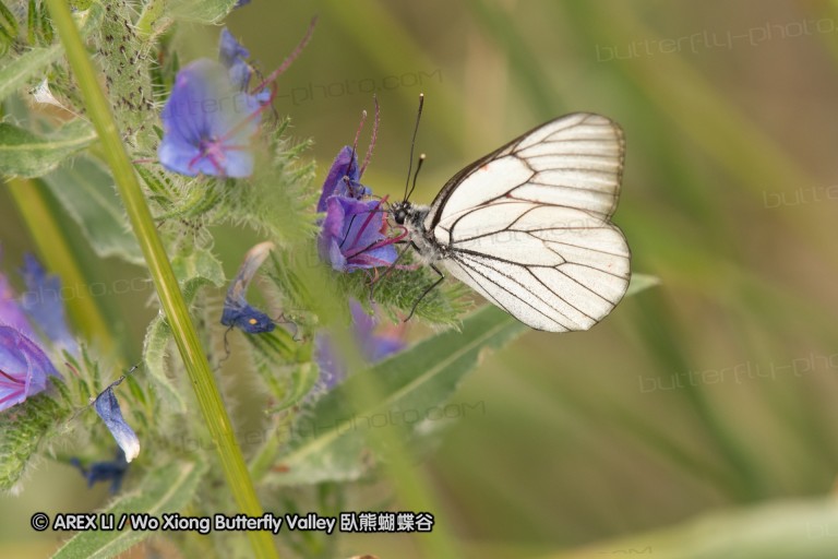 180609_bg_aldomirovtsi_marsh_001.jpg