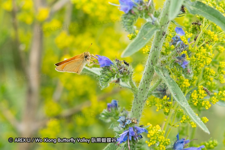 180609_bg_aldomirovtsi_marsh_004.jpg