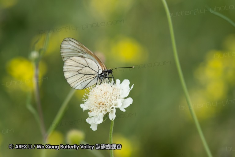 180609_bg_aldomirovtsi_marsh_006.jpg