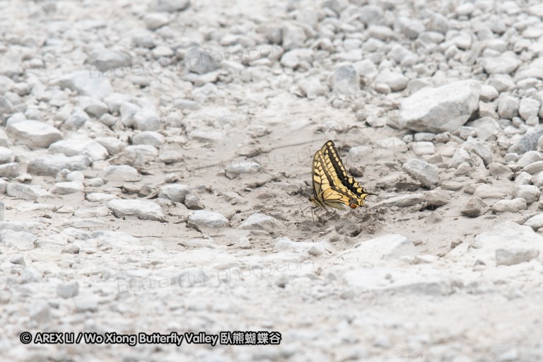 180609_bg_aldomirovtsi_marsh_009.jpg
