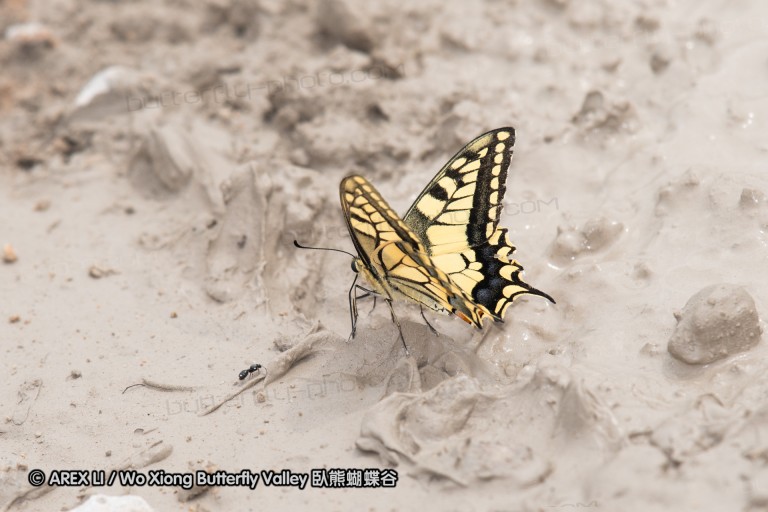 180609_bg_aldomirovtsi_marsh_011.jpg