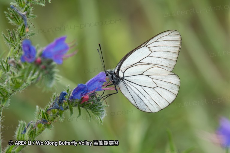 180609_bg_aldomirovtsi_marsh_013.jpg