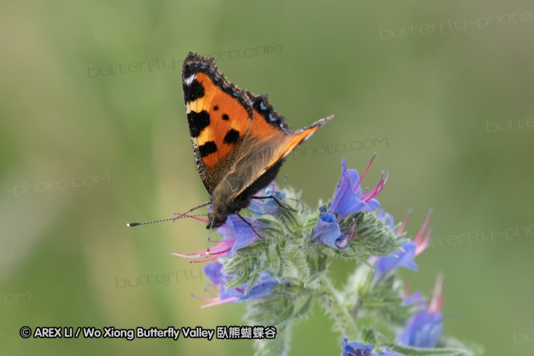 180609_bg_aldomirovtsi_marsh_017.jpg