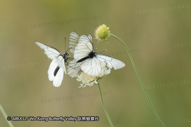 180609_bg_aldomirovtsi_marsh_022.jpg
