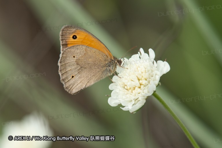 180609_bg_aldomirovtsi_marsh_028.jpg