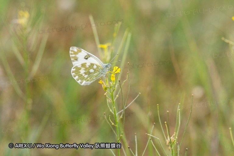 180609_bg_aldomirovtsi_marsh_033.jpg