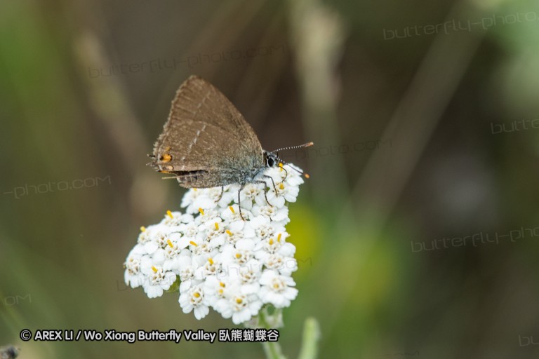 180609_bg_aldomirovtsi_marsh_036.jpg