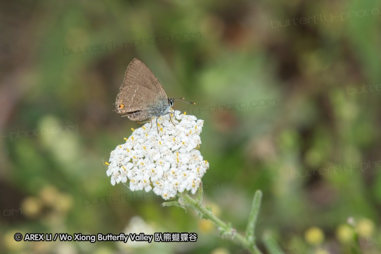 180609_bg_aldomirovtsi_marsh_039.jpg
