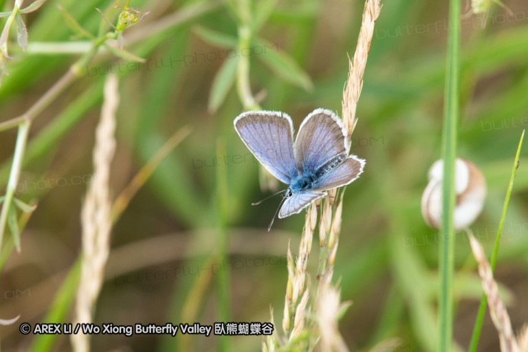 180609_bg_aldomirovtsi_marsh_041.jpg