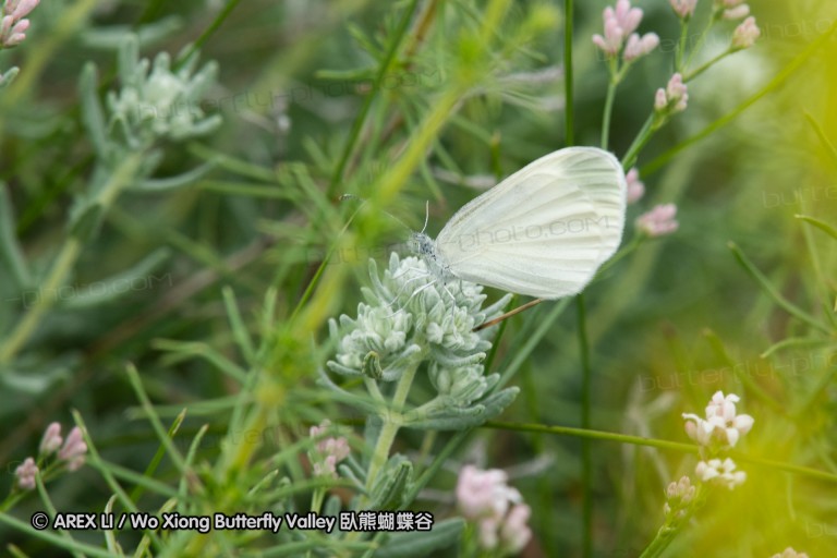 180609_bg_aldomirovtsi_marsh_048.jpg