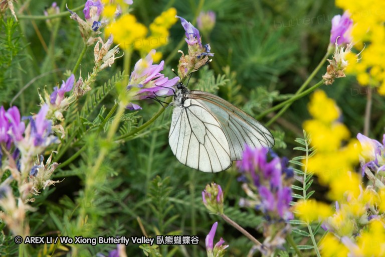 180609_bg_aldomirovtsi_marsh_049.jpg