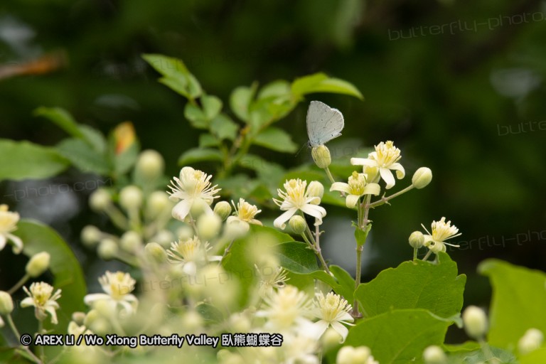 180609_bg_aldomirovtsi_marsh_053.jpg