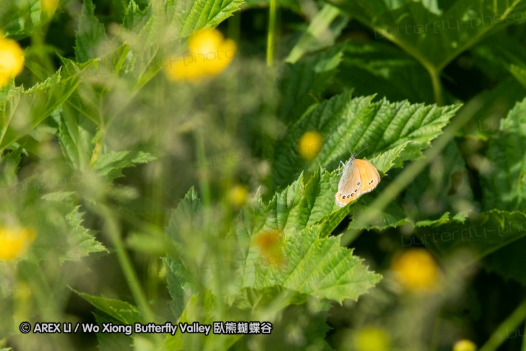 180610_bg_gubesh_komshtitsa_005.jpg