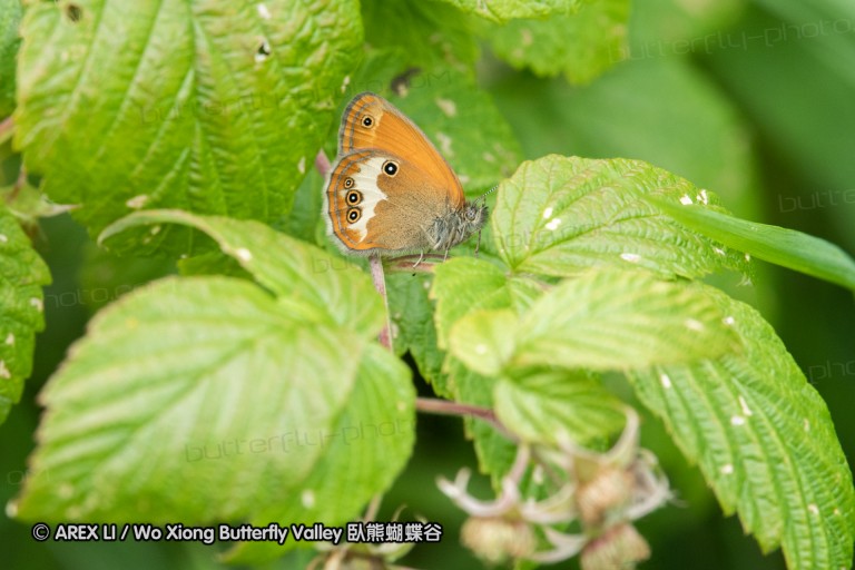 180610_bg_gubesh_komshtitsa_009.jpg