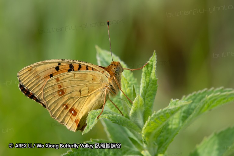 180610_bg_gubesh_komshtitsa_011.jpg