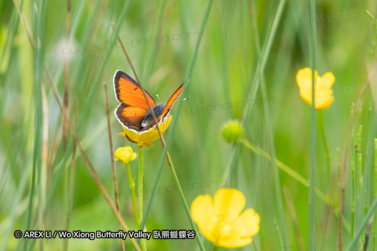 180610_bg_gubesh_komshtitsa_014.jpg