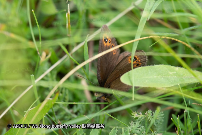 180610_bg_gubesh_komshtitsa_042.jpg
