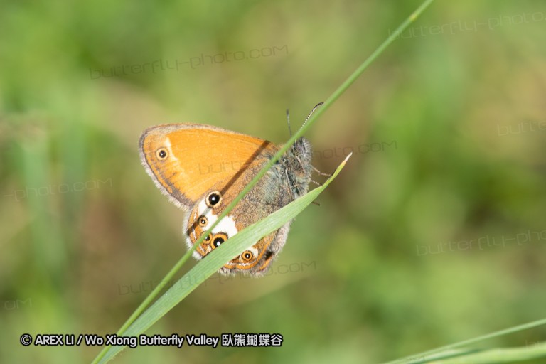 180610_bg_gubesh_komshtitsa_047.jpg
