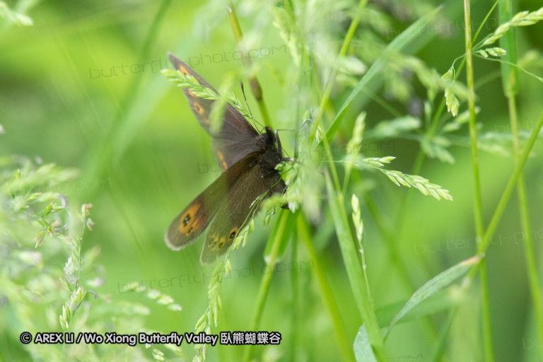 180610_bg_gubesh_komshtitsa_063.jpg