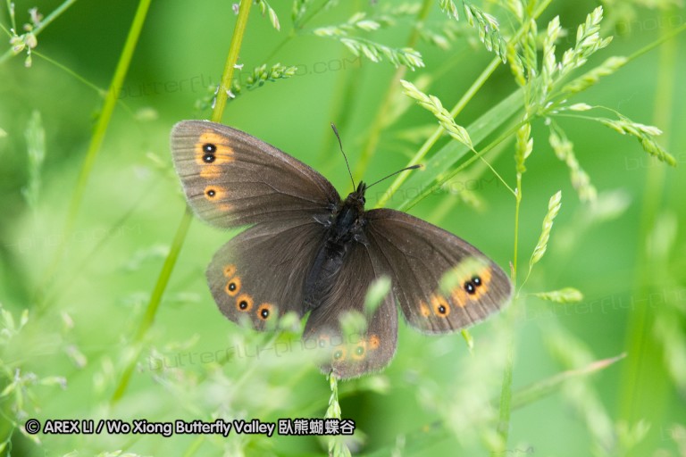 180610_bg_gubesh_komshtitsa_065.jpg
