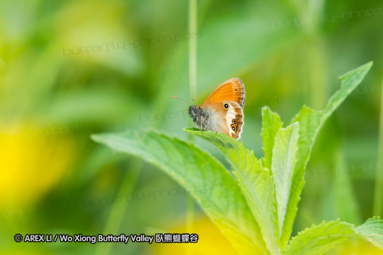 180610_bg_gubesh_komshtitsa_074.jpg