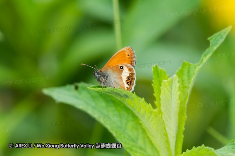 180610_bg_gubesh_komshtitsa_075.jpg
