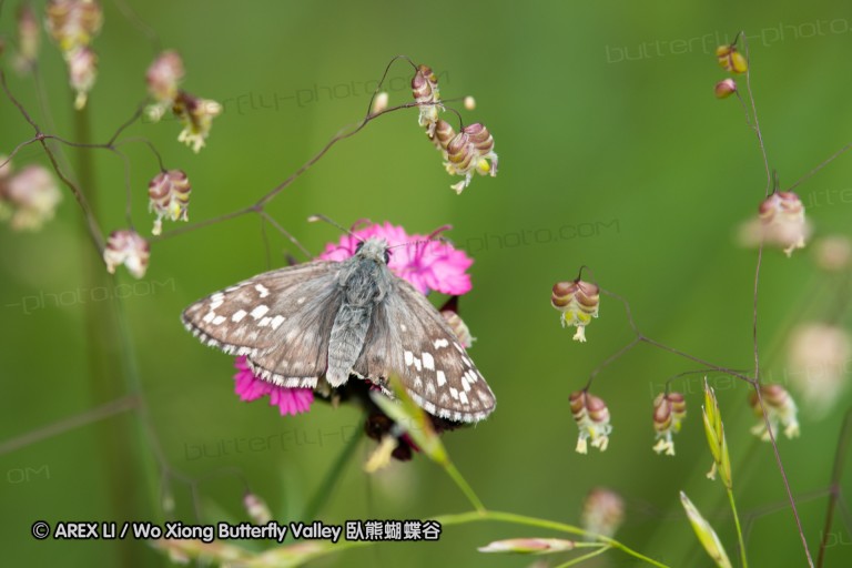 180610_bg_gubesh_komshtitsa_084~0.jpg