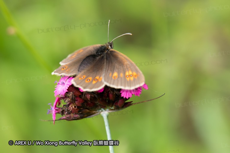 180610_bg_gubesh_komshtitsa_086.jpg