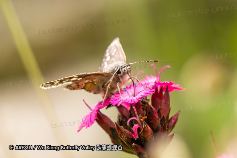 180610_bg_gubesh_komshtitsa_092.jpg