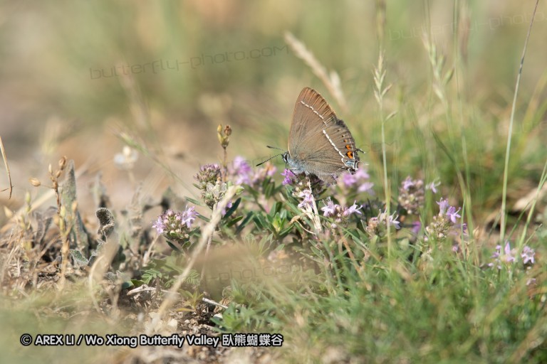 180611_bg_cheapanhill_011.jpg