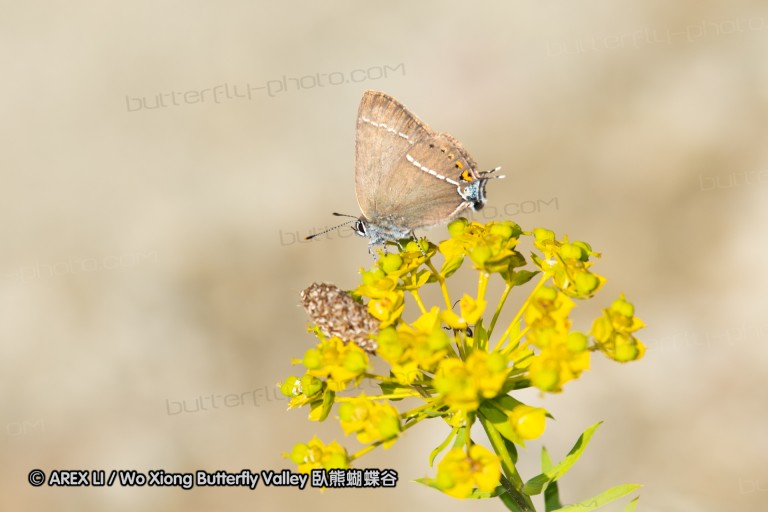 180611_bg_cheapanhill_019.jpg