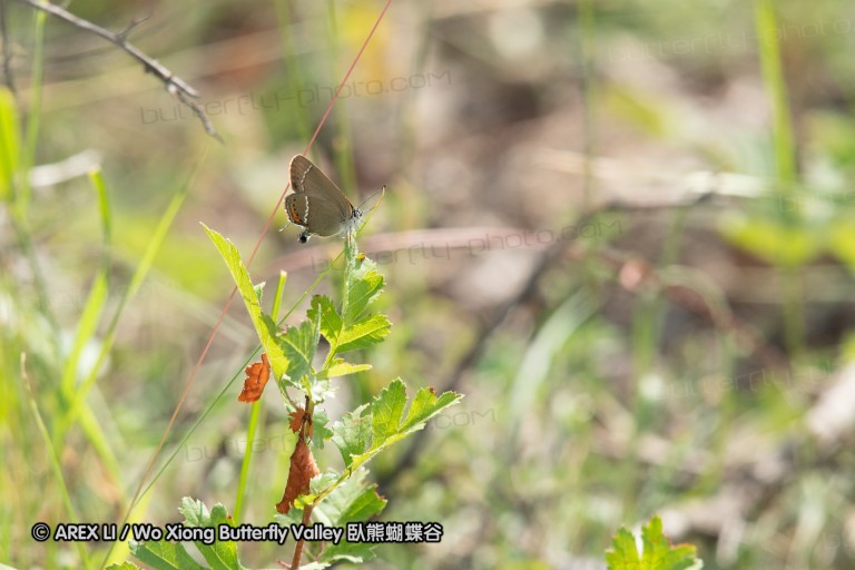 180611_bg_cheapanhill_020.jpg