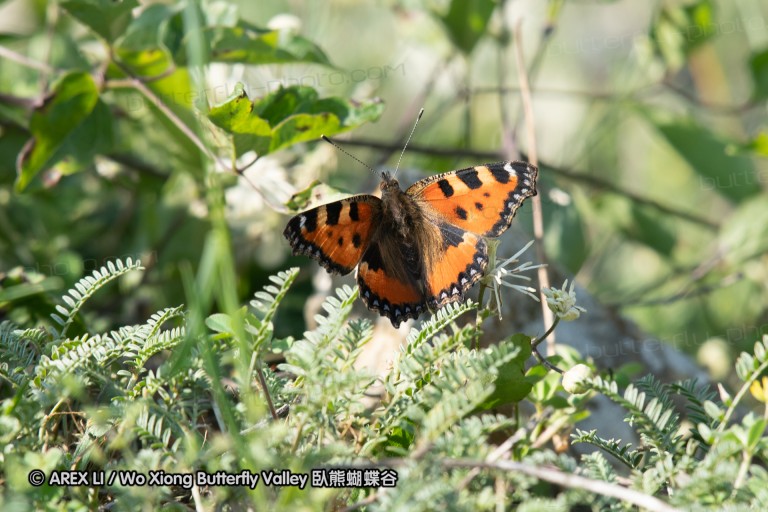 180611_bg_cheapanhill_030.jpg