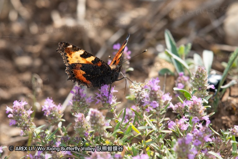 180611_bg_cheapanhill_039.jpg