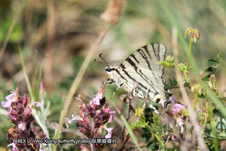 180611_bg_cheapanhill_041.jpg
