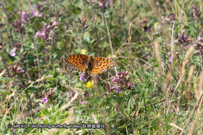 180611_bg_cheapanhill_053.jpg