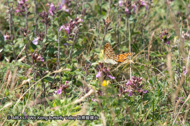 180611_bg_cheapanhill_054.jpg