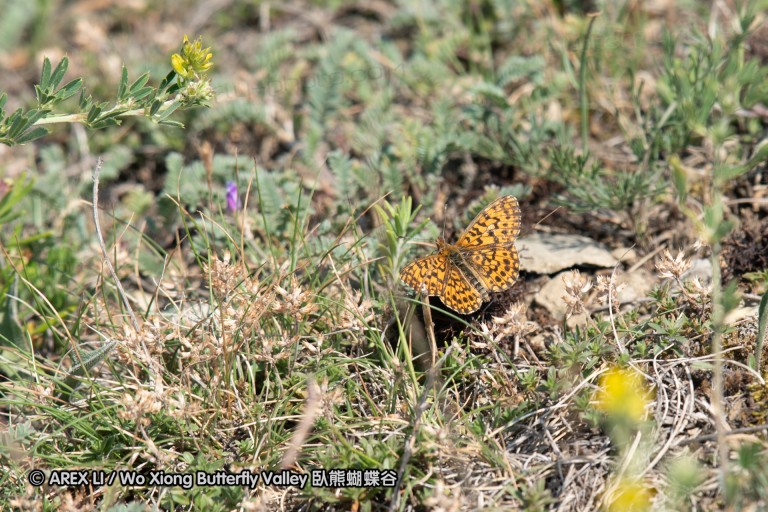 180611_bg_cheapanhill_073.jpg